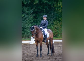 PRE Mix, Wallach, 9 Jahre, 166 cm, Brauner