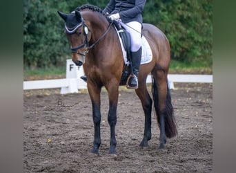 PRE Mix, Wallach, 9 Jahre, 166 cm, Brauner