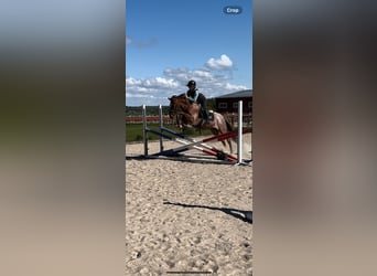 PRE Mix, Wallach, 9 Jahre, 166 cm, Dunkelfuchs