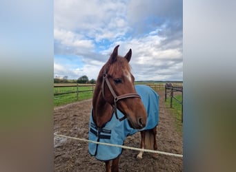 PRE Mix, Wallach, 9 Jahre, 166 cm, Dunkelfuchs