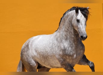 PRE Mix, Wallach, 9 Jahre, 166 cm, Schimmel