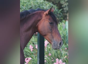 PRE, Wallach, 9 Jahre, 167 cm, Brauner