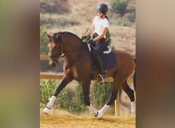 PRE, Wallach, 9 Jahre, 167 cm, Brauner