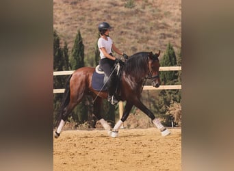 PRE, Wallach, 9 Jahre, 167 cm, Brauner