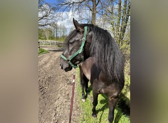 PRE Mix, Wallach, 9 Jahre, 167 cm, Rappe