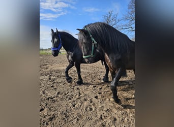 PRE Mix, Wallach, 9 Jahre, 167 cm, Rappe