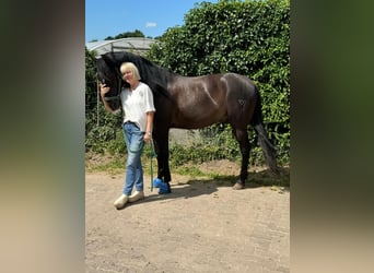 PRE Mix, Wallach, 9 Jahre, 167 cm, Rappe