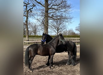 PRE Mix, Wallach, 9 Jahre, 167 cm, Rappe