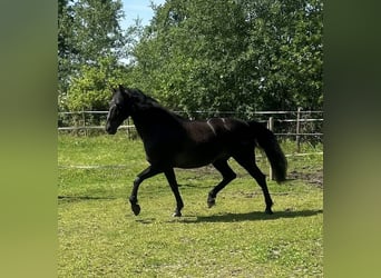 PRE, Wallach, 9 Jahre, 167 cm, Rappe