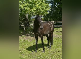 PRE, Wallach, 9 Jahre, 167 cm, Rappe