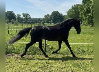 PRE, Wallach, 9 Jahre, 167 cm, Rappe