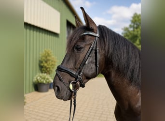 PRE, Wallach, 9 Jahre, 167 cm, Rappe