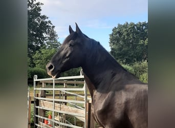 PRE, Wallach, 9 Jahre, 168 cm, Rappe