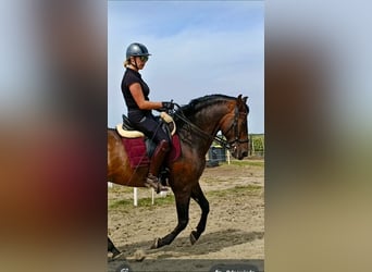 PRE, Wallach, 9 Jahre, 168 cm, Rotbrauner