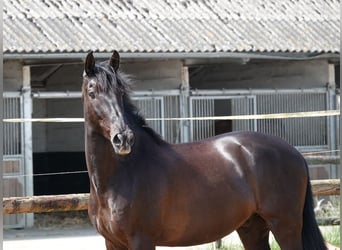 PRE, Wallach, 9 Jahre, 169 cm, Rappe