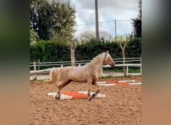 PRE Mix, Wallach, 9 Jahre, 170 cm, Palomino