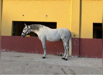 PRE Mix, Wallach, 9 Jahre, 170 cm, Schimmel