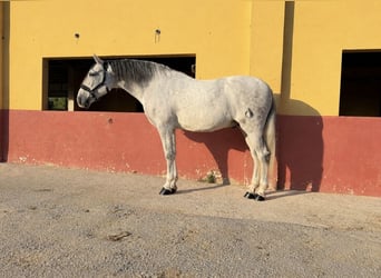 PRE Mix, Wallach, 9 Jahre, 170 cm, Schimmel