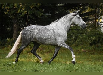 PRE, Wallach, 9 Jahre, 172 cm, Apfelschimmel