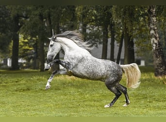 PRE, Wallach, 9 Jahre, 172 cm, Apfelschimmel