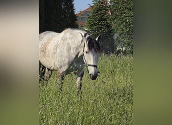 PRE, Wallach, 9 Jahre, 172 cm, Schimmel