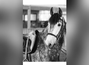 PRE, Wallach, 9 Jahre, 172 cm, Schimmel