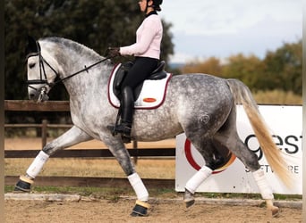 PRE Mix, Wallach, 9 Jahre, 172 cm, Schimmel