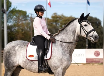PRE Mix, Wallach, 9 Jahre, 172 cm, Schimmel