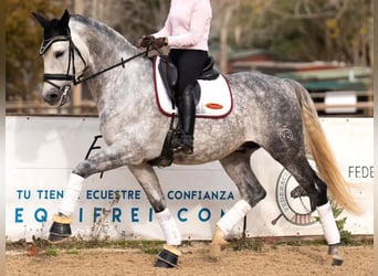 PRE Mix, Wallach, 9 Jahre, 172 cm, Schimmel