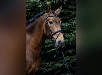 PRE Mix, Wallach, 9 Jahre, 173 cm, Buckskin