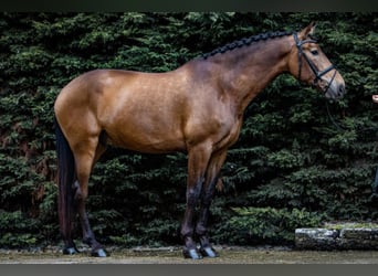 PRE Mix, Wallach, 9 Jahre, 173 cm, Buckskin