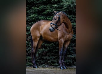PRE Mix, Wallach, 9 Jahre, 173 cm, Buckskin