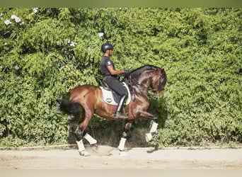 PRE Mix, Wallach, 9 Jahre, Brauner