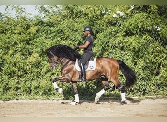 PRE Mix, Wallach, 9 Jahre, Brauner