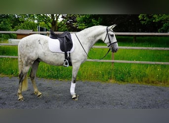 PRE, Wallach, 9 Jahre, Schimmel