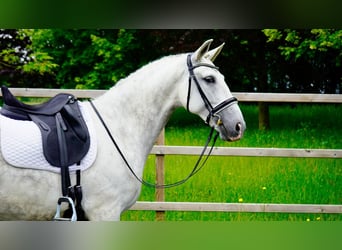 PRE, Wallach, 9 Jahre, Schimmel