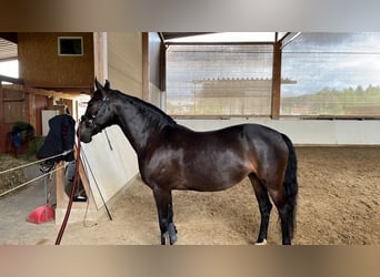 PRE Mestizo, Yegua, 10 años, 154 cm, Castaño oscuro