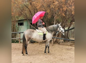 PRE Mestizo, Yegua, 10 años, 155 cm, Tordo