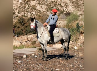 PRE Mestizo, Yegua, 10 años, 155 cm, Tordo