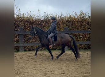 PRE Mestizo, Yegua, 10 años, 157 cm, Castaño