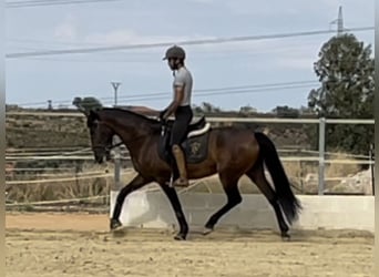 PRE Mestizo, Yegua, 10 años, 158 cm, Castaño rojizo