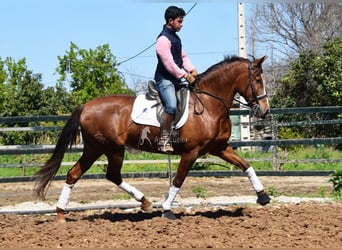 PRE, Yegua, 10 años, 160 cm, Alazán