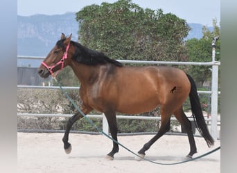 PRE, Yegua, 10 años, 160 cm, Castaño