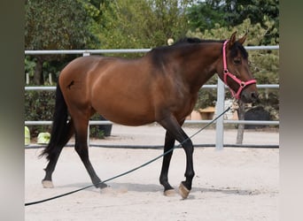 PRE, Yegua, 10 años, 160 cm, Castaño