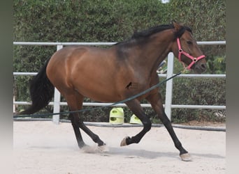 PRE, Yegua, 10 años, 160 cm, Castaño