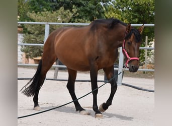 PRE, Yegua, 10 años, 160 cm, Castaño
