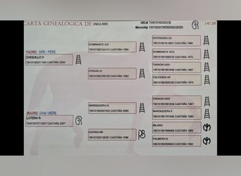 PRE Mestizo, Yegua, 10 años, 163 cm, Castaño