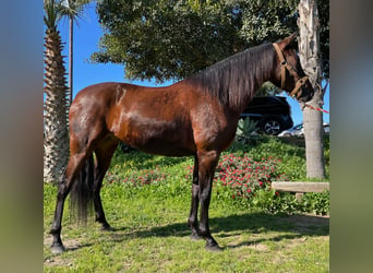 PRE Mestizo, Yegua, 10 años, 164 cm, Castaño