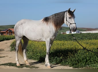 PRE Mestizo, Yegua, 10 años, 164 cm, Tordo rodado