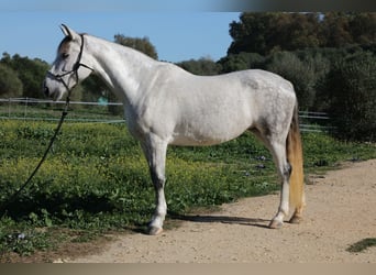 PRE Mestizo, Yegua, 10 años, 164 cm, Tordo rodado